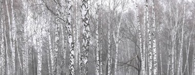 İlkbaharda huş ağacında siyah beyaz huş ağacına sahip genç huş ağacı diğer huş ağaçlarının arka planında