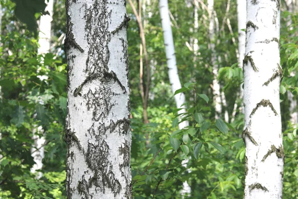 Jonge Berk Met Zwart Witte Berkenschors Zomer Berkenbos Tegen Achtergrond — Stockfoto