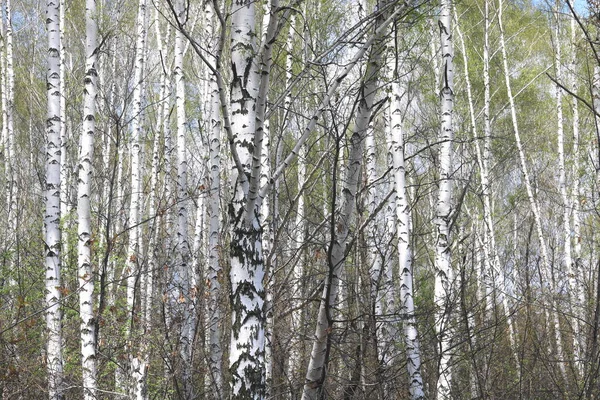 Mladá Bříza Černobílou Březovou Kůrou Jaře Březovém Háji Pozadí Jiných — Stock fotografie