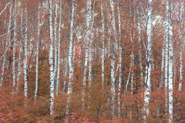 Huş Ağacının Diğer Huş Ağaçlarının Arasında Ekim Ayında Kırmızı Huş — Stok fotoğraf