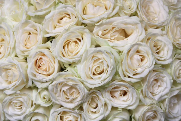 Fundo Floral Bonito Rosas Brancas Close Para Saudação Festiva Fundo — Fotografia de Stock