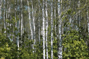 İlkbaharda huş ağacında siyah beyaz huş ağacına sahip genç huş ağacı diğer huş ağaçlarının arka planında