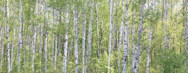 Yaz mevsiminde huş ağacının siyah ve beyaz kabuğuyla huş ağacının genç huş ağacı diğer huş ağaçlarının arka planında