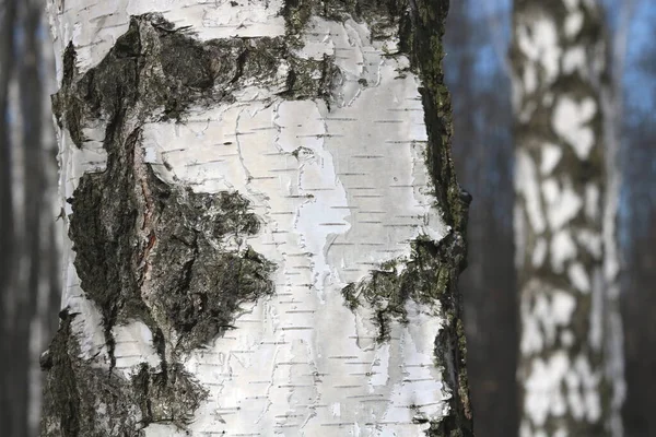 Vidoeiro Jovem Com Casca Vidoeiro Preta Branca Primavera Bosque Vidoeiro — Fotografia de Stock