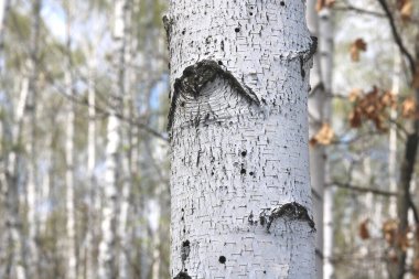 İlkbaharda huş ağacında siyah beyaz huş ağacına sahip genç huş ağacı diğer huş ağaçlarının arka planında