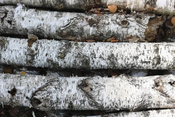 Birch Bark Texture Beautiful Birch Bark Pattern Beautiful Natural Birch — Stock Photo, Image