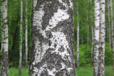 İlkbaharda huş ağacında siyah beyaz huş ağacına sahip genç huş ağacı diğer huş ağaçlarının arka planında
