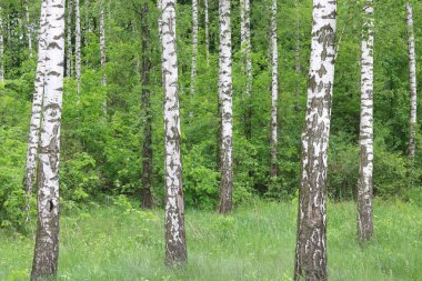 Yaz mevsiminde huş ağacının siyah ve beyaz kabuğuyla huş ağacının genç huş ağacı diğer huş ağaçlarının arka planında