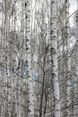 İlkbaharda huş ağacında siyah beyaz huş ağacına sahip genç huş ağacı diğer huş ağaçlarının arka planında