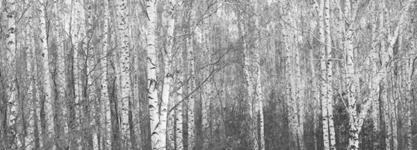Vidoeiros Jovens Com Casca Vidoeiro Preta Branca Inverno Bosque Vidoeiro — Fotografia de Stock