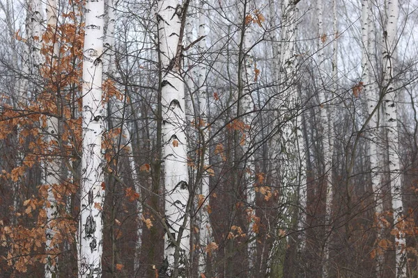 Vidoeiros Jovens Com Casca Vidoeiro Preta Branca Inverno Bosque Vidoeiro — Fotografia de Stock