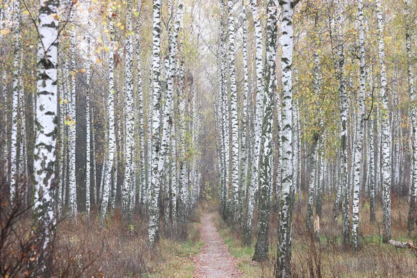 Belle Scène Avec Des Bouleaux Dans Forêt Jaune Bouleau Automne — Photo