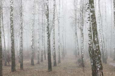 Huş ağacının diğer huş ağaçları arasında Ekim ayında sarı huş ağacında huş ağaçları ile güzel bir manzara