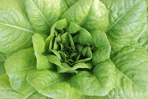 Salatbusch Mit Saftig Reifem Salat Zwischen Großen Salatblättern Und Kleinen — Stockfoto