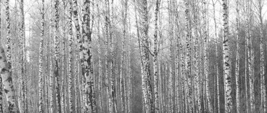 Kışın huş ağacında siyah beyaz huş ağacına sahip genç huş ağaçları diğer huş ağaçlarının arka planına karşıdır.