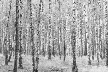 Ekim ayında huş ağacında huş ağacının huş ağaçlarıyla güzel bir manzara huş ağacının diğer huş ağaçlarının yanında turizm ve seyahat sembolü olarak seyahat pusulası da var.