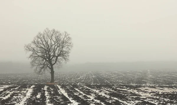 Árvore Solitária Inverno Campo Nevoeiro Chão Com Neve Branca Terra — Fotografia de Stock