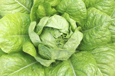 Büyük marul yaprakları ve küçük marul yaprakları arasında sulu, olgun marullu marul çalısı.