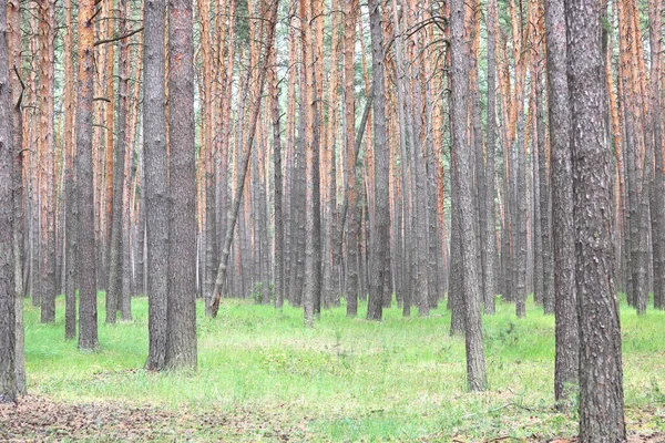 Borový Les Krásnými Vysokými Borovicemi Proti Jiným Borovicím Hnědou Texturou — Stock fotografie