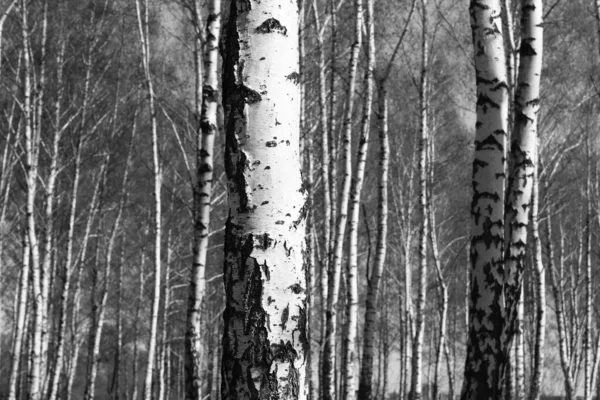 Abedul Joven Con Corteza Abedul Blanco Negro Primavera Abedul Sobre — Foto de Stock