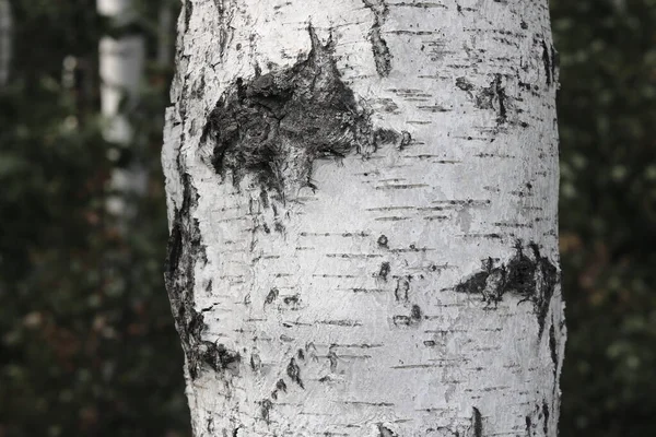 Νεαρή Σημύδα Μαύρο Και Άσπρο Φλοιό Σημύδας Καλοκαίρι Δάσος Σημύδας — Φωτογραφία Αρχείου