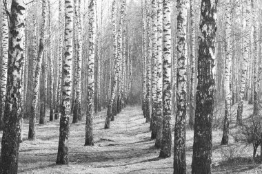 Kışın huş ağacında siyah beyaz huş ağacına sahip genç huş ağaçları diğer huş ağaçlarının arka planına karşıdır.