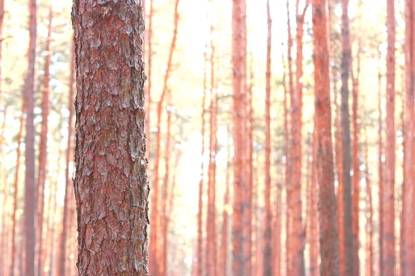 Las Sosnowy Pięknymi Wysokimi Sosnami Przeciwko Innym Sosnom Brązową Teksturowaną — Zdjęcie stockowe