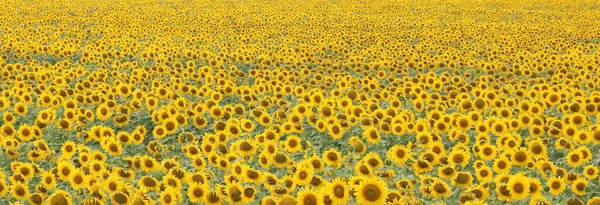 Paysage Champ Tournesol Avec Beaux Tournesols Jaunes — Photo