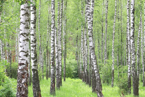 Vidoeiro Jovem Com Casca Vidoeiro Preta Branca Verão Bosque Vidoeiro — Fotografia de Stock