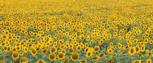 Paysage Champ Tournesol Avec Beaux Tournesols Jaunes — Photo