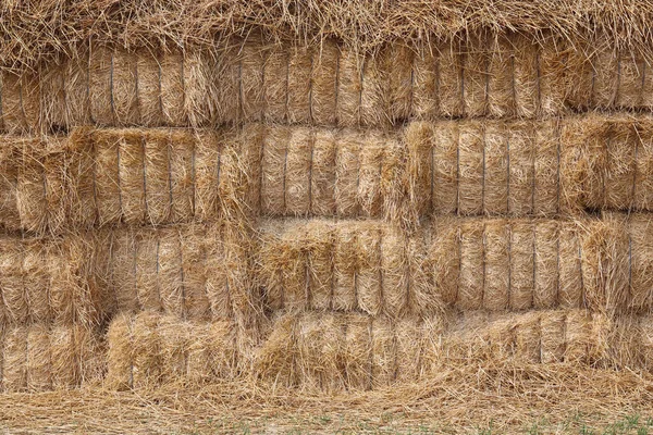 天然的金色背景 稻草堆在草堆中 — 图库照片