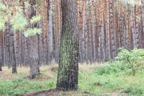 Pine Forest Beautiful High Pine Trees Other Pines Brown Textured Stock Photo