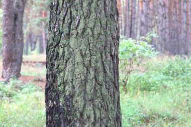 Güzel yüksek çam ağaçları olan çam ormanı, güneşli bir havada, kahverengi desenli çam kabuğuna sahip diğer çam ağaçlarına karşı.