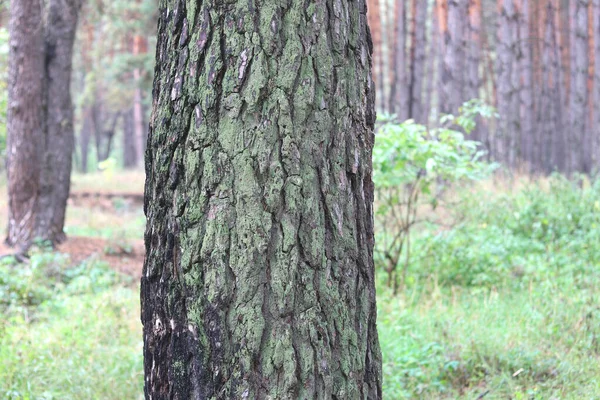 Bosque Pinos Con Hermosos Pinos Altos Contra Otros Pinos Con — Foto de Stock