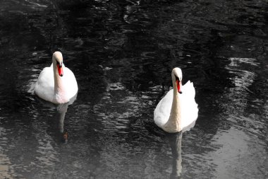 Siyah beyaz kuğular ve siyah gagalı siyah gagalı siyah beyaz fotograf kırmızı aksanlı siyah beyaz fotoğraf örneği.