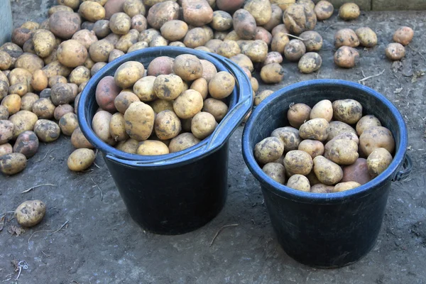 Potato harvest onorganic background — Stock Photo, Image