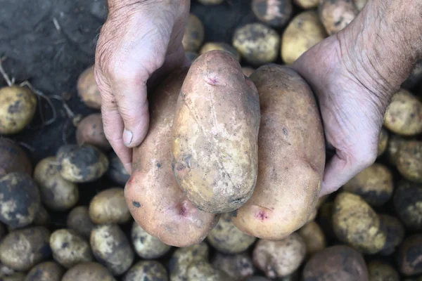 Large fresh potatoes in farmer's hands. — Stock Photo, Image