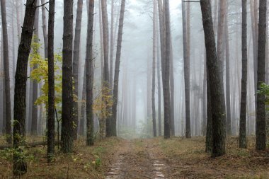 Sonbaharda çam ormanı