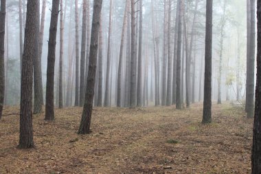 Çam ormanı içinde sabah sis