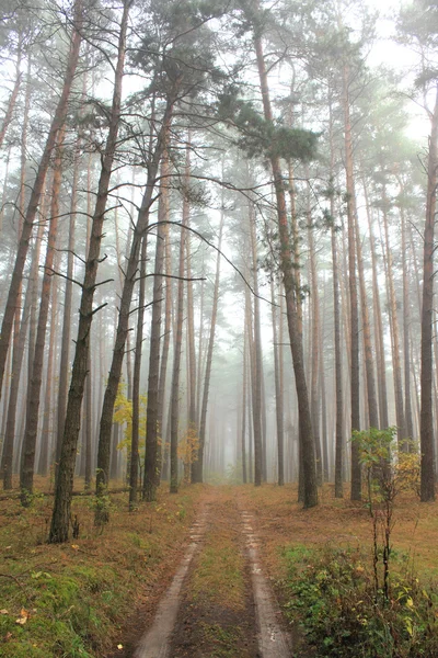 Floresta de pinheiro no outono — Fotografia de Stock