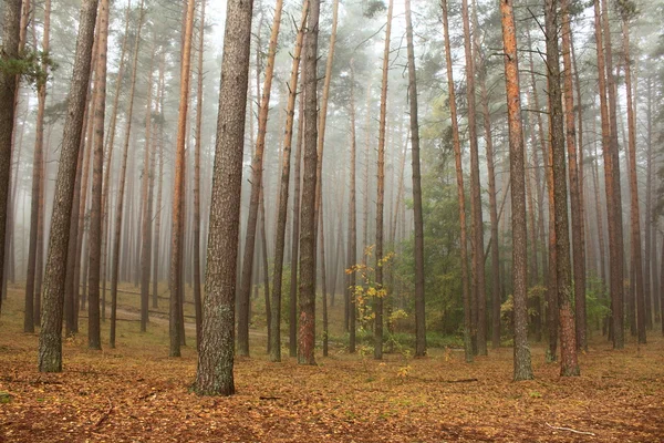 Сосновый лес в утреннем тумане — стоковое фото