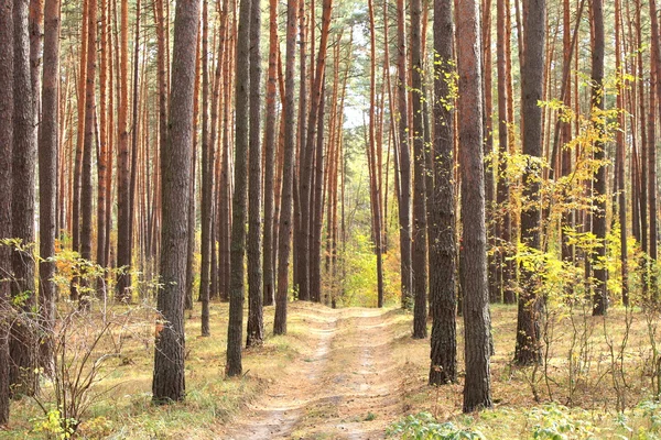 Borový les na podzim — Stock fotografie