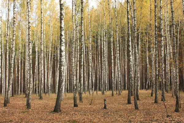 Alberi di autunno — Foto Stock