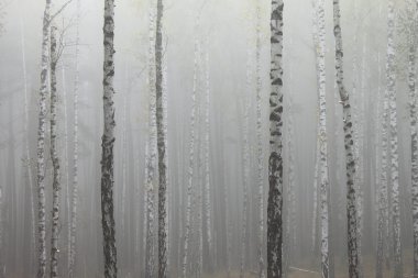 Huş ağacı orman siste