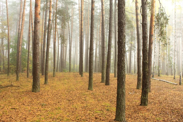 Spruce skog, pinery, tallskog, pinet träd — Stockfoto