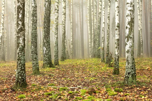 자작나무와 이른가 마른 잔디의 숲 — 스톡 사진