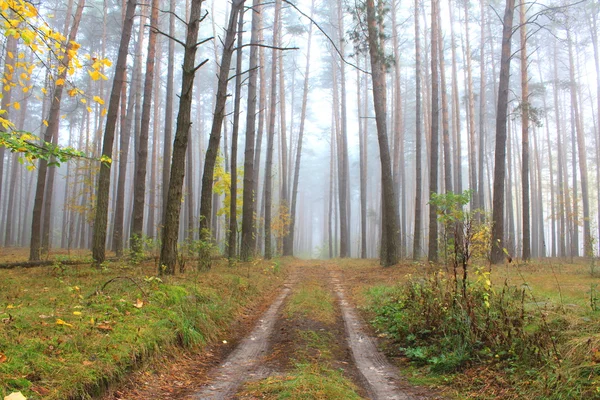 Tallskog på hösten — Stockfoto