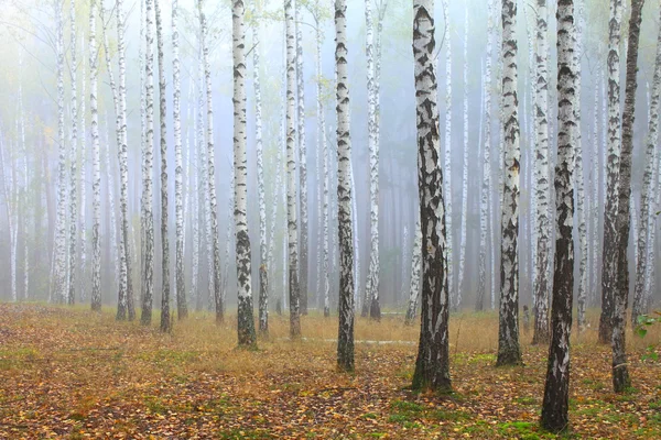 Bois de bouleaux et herbe sèche au début de l'automne — Photo