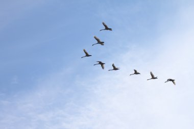 Açık mavi kış gökte uçan tundra Kuğu.