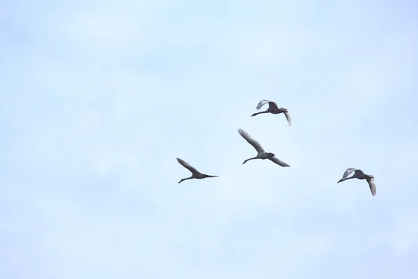 Toendra zwanen vliegen in een helder blauwe winter hemel. — Stockfoto